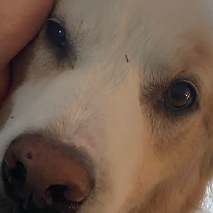 Meet your Posher, Conor